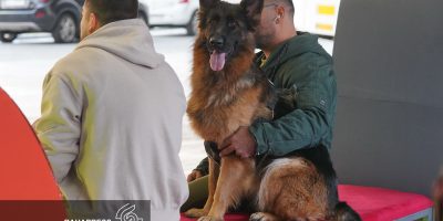 سگ قهرمان جنگ، سوژه دو مستند شد/ کسی از بخش بین‌الملل خبر دارد؟