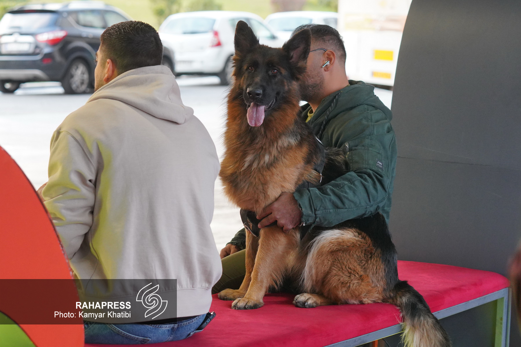 سگ قهرمان جنگ، سوژه دو مستند شد/ کسی از بخش بین‌الملل خبر دارد؟